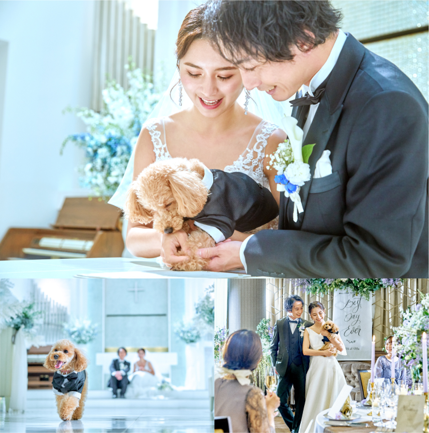 WEDDING WITH PET